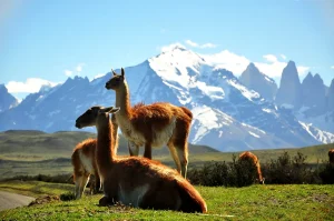 Guanaco's in het gras voor de bergtoppen van Torres del Paine