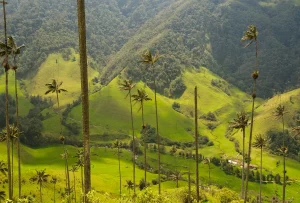 Hoge waspalmen op groene heuvels in de Cocora-vallei